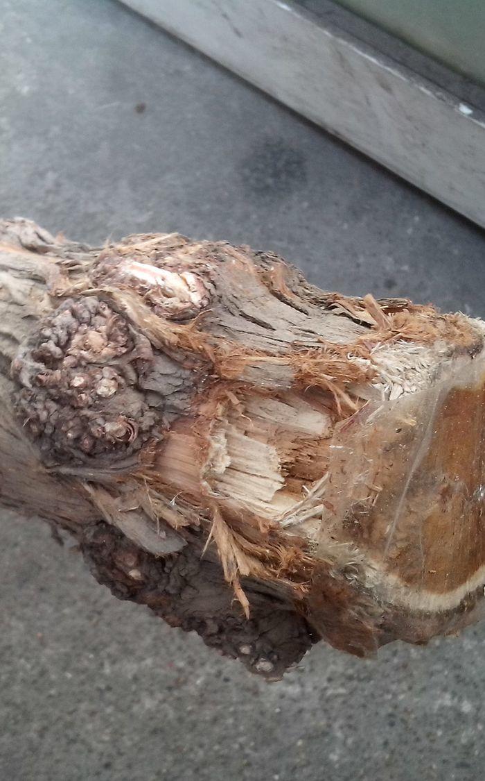 崖柏瘤料_崖柏瘤料价格_崖柏瘤料图片_来自藏