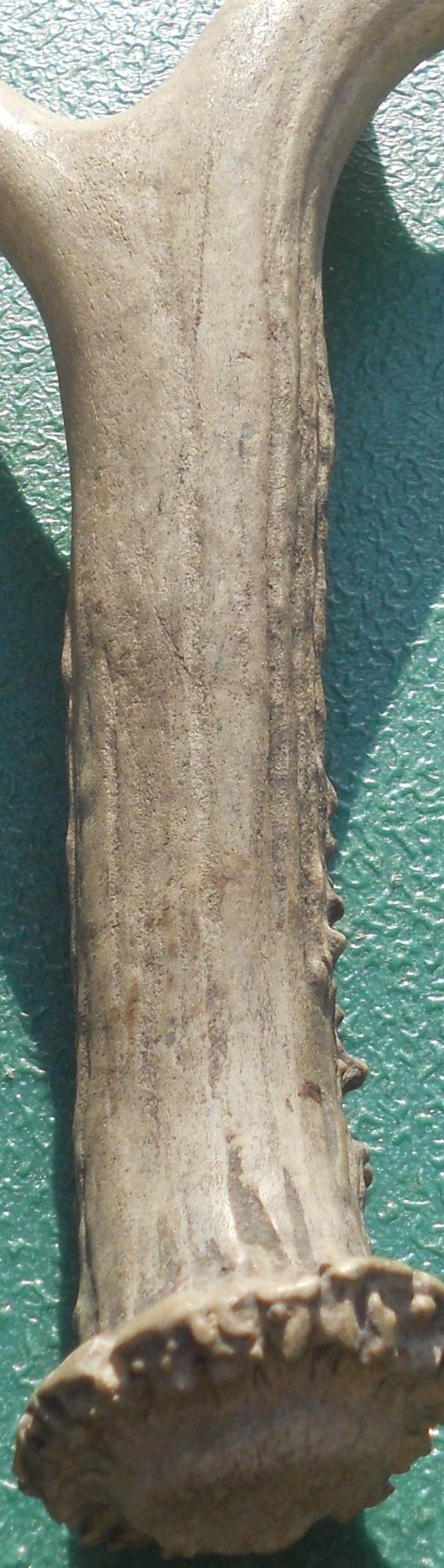 野生老鹿角_野生老鹿角价格_野生老鹿角图片