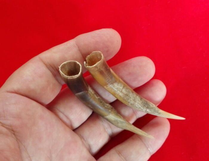 一对罕见的、十年以上老公鸡身上才能长出来的