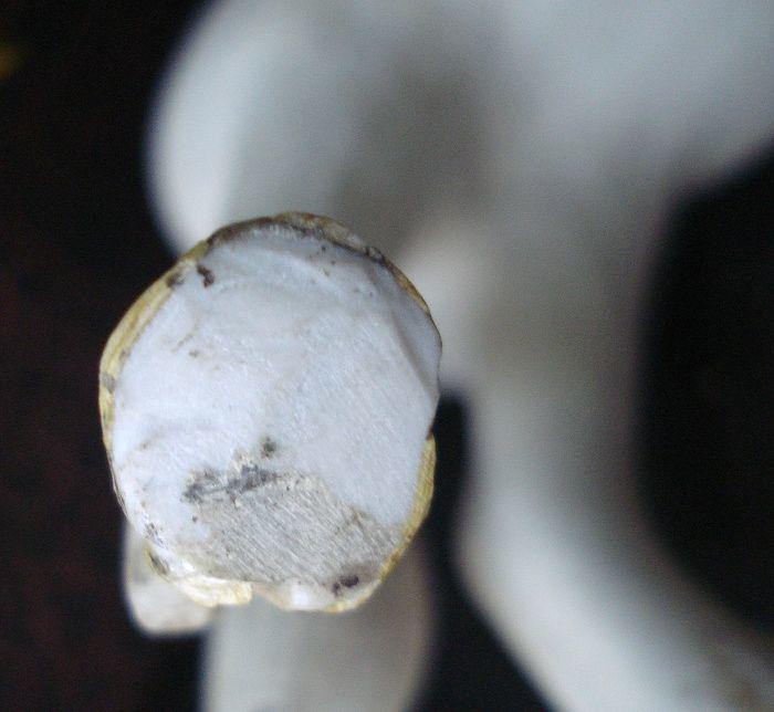 民国景德景素胎白马摆件_民国景德景素胎白马