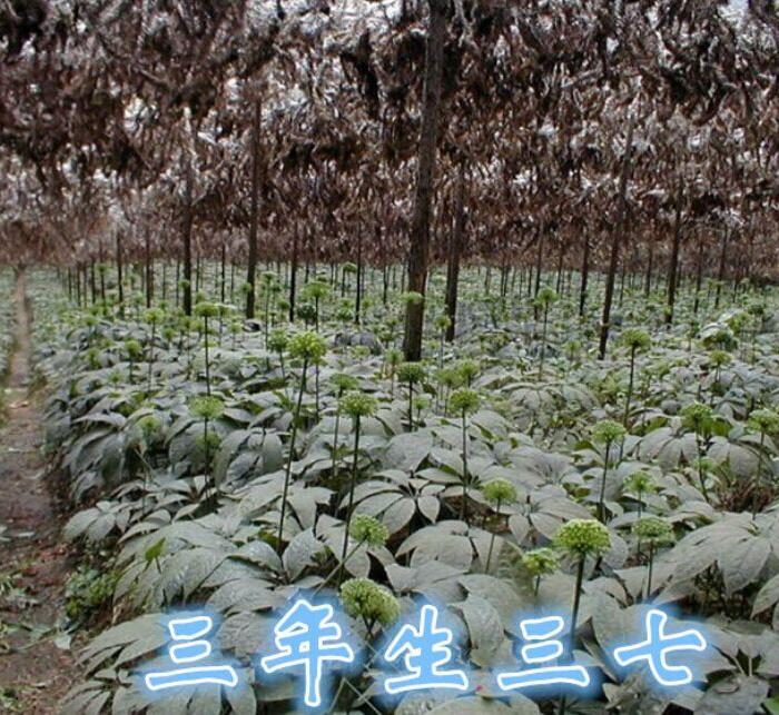 正宗云南文山40头三七1斤(500克)直销(包邮)_