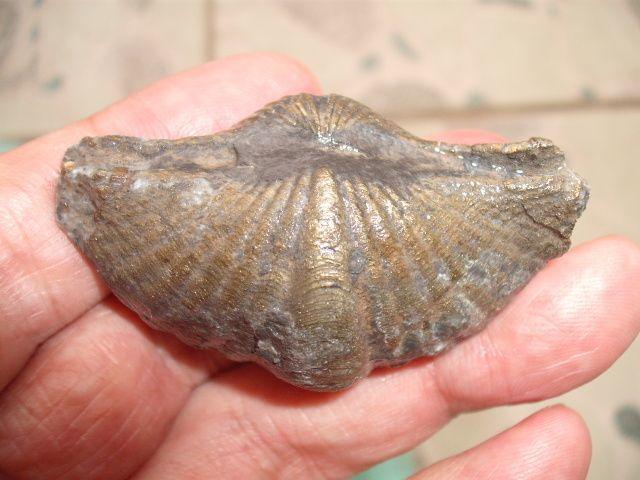 20个4亿年前泥盆纪的黄铁矿化巅石燕与枭头贝