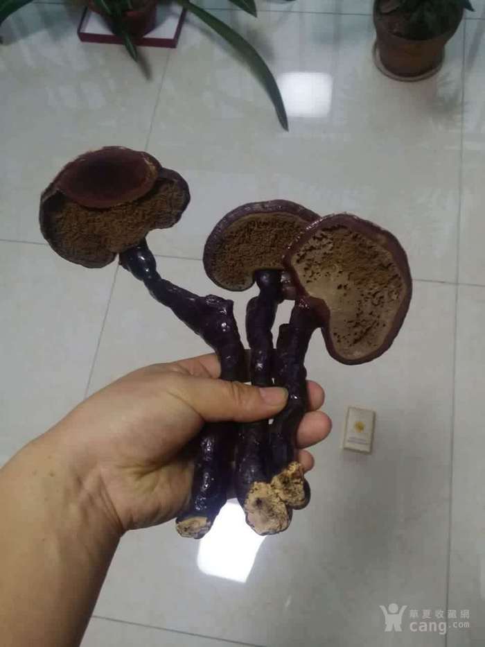 请参照香烟盒的大小,灵芝是老中医家放了几十年的存货,背面有小虫蛀