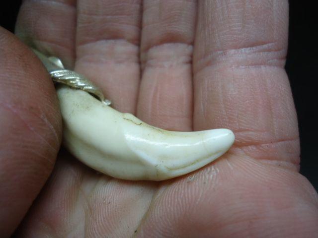 一颗狼.牙_一颗狼.牙价格_一颗狼.牙图片_来自藏友游击队长_杂项_地摊交易_华夏收藏网 cang.com