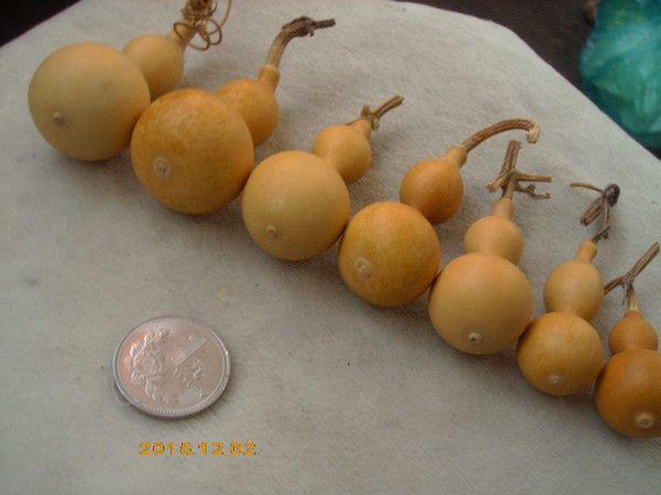 高3到6厘米天津捻葫芦娃七兄弟!长嘴细腰芝麻