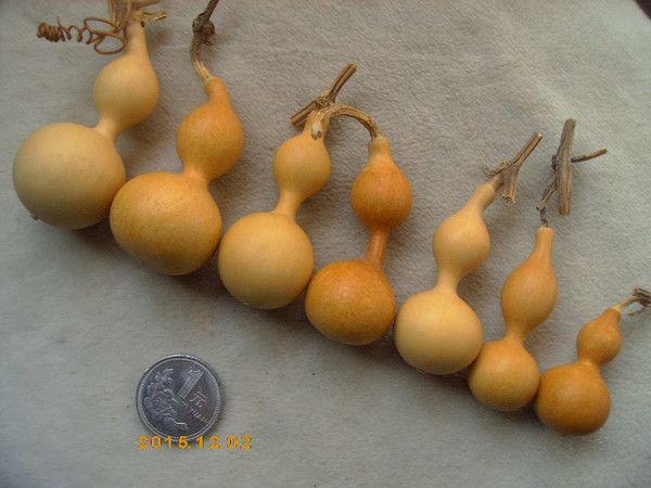 高3到6厘米天津捻葫芦娃七兄弟!长嘴细腰芝麻