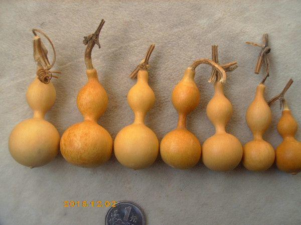 高3到6厘米天津捻葫芦娃七兄弟!长嘴细腰芝麻