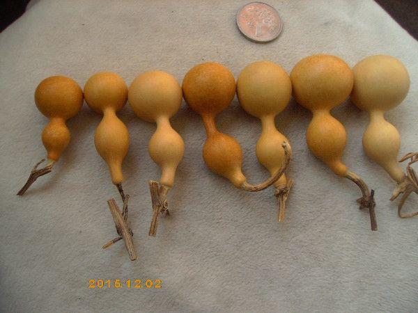 高3到6厘米天津捻葫芦娃七兄弟!长嘴细腰芝麻