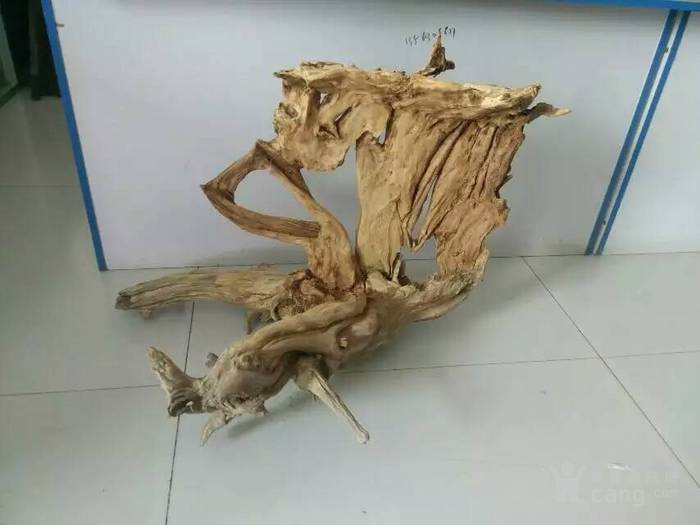 山柏树根造型独特室内摆件
