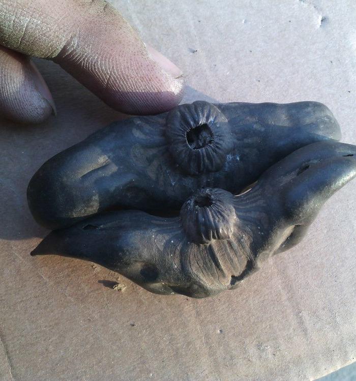 两个老菱角_两个老菱角价格_两个老菱角图片