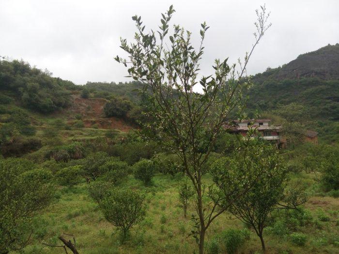 一万二千斤蜜香柏结缘_一万二千斤蜜香柏结缘