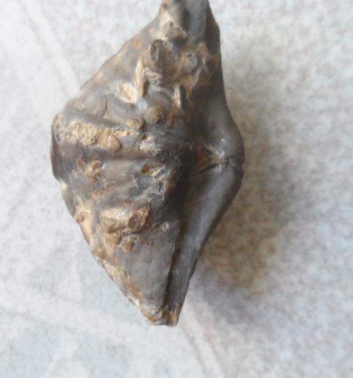 一亿年前海洋生物化石、尺寸5x3cm_一亿年前