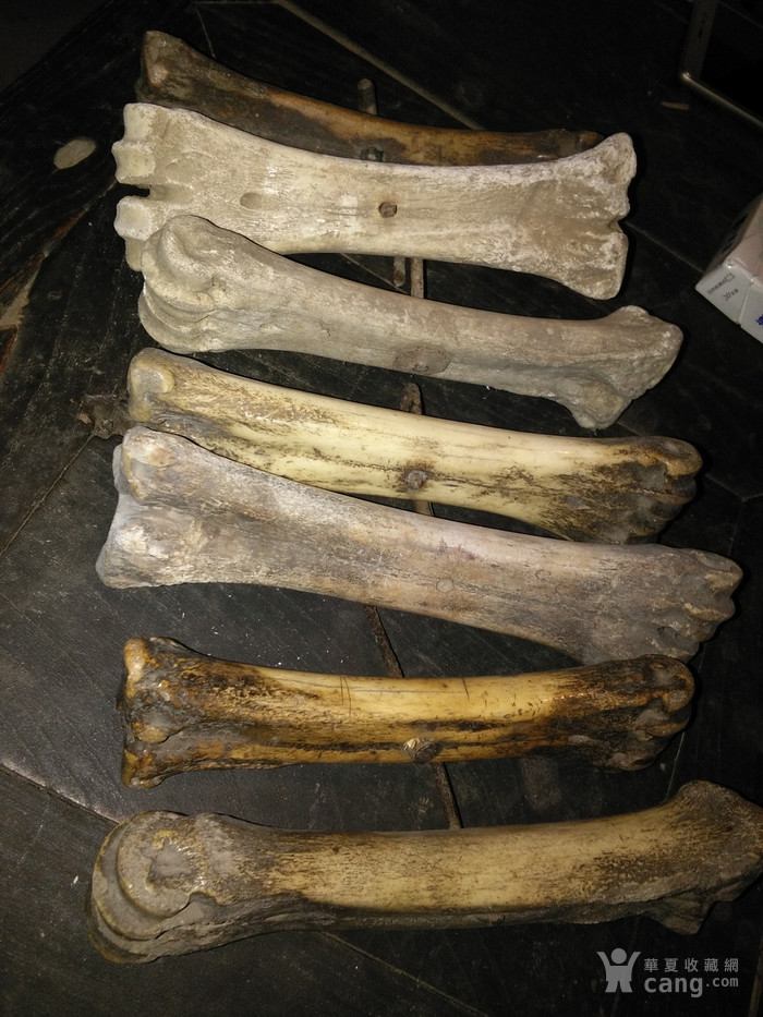 老兽骨7根