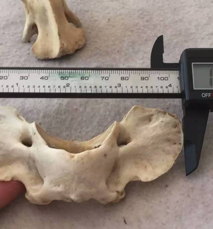 观音蝴蝶骨 有识货的直接联系_观音蝴蝶骨 有