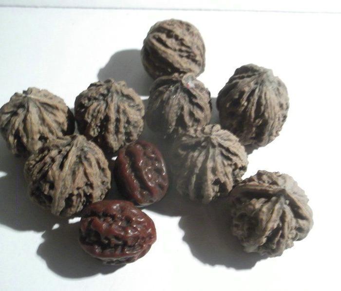 野生山核桃_野生山核桃价格_野生山核桃图片