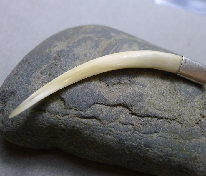 一个老牙獐牙包银吊坠辟邪保平安麝香麝牙鹿牙