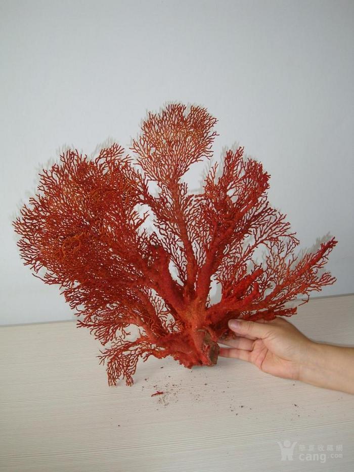 缅甸珊瑚树