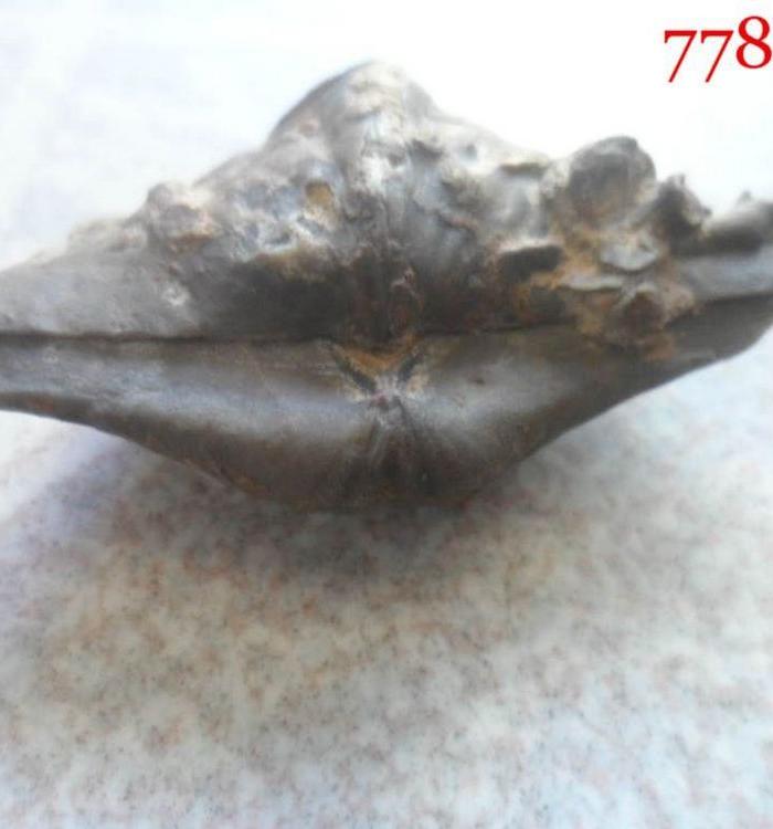 一亿年前海洋生物化石、尺寸5x3cm_一亿年前