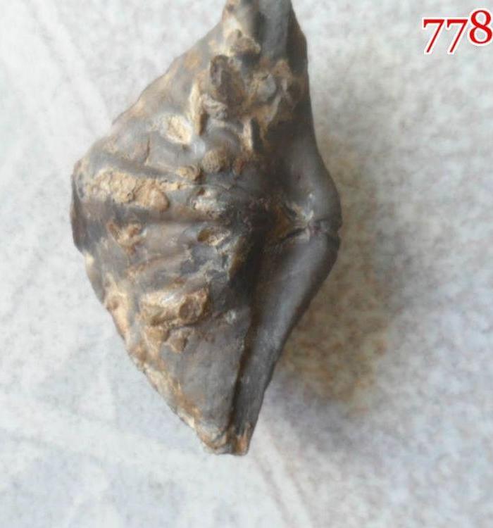 一亿年前海洋生物化石、尺寸5x3cm_一亿年前