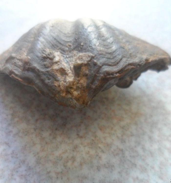 一亿年前海洋生物化石、尺寸5x3cm_一亿年前