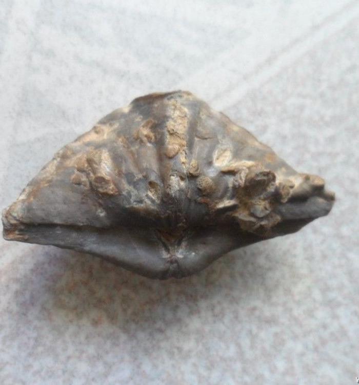 一亿年前海洋生物化石、尺寸5x3cm_一亿年前