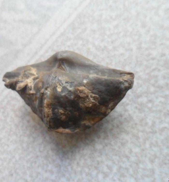 一亿年前海洋生物化石、尺寸5x3cm_一亿年前