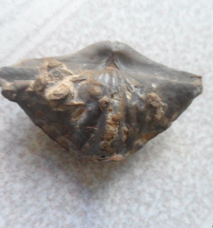 一亿年前海洋生物化石、尺寸5x3cm_一亿年前