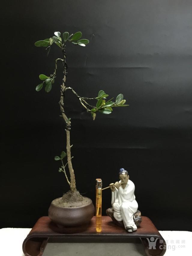 小品盆景树桩珍珠黄杨盆景 雀舌黄杨盆景 黄杨树桩下山桩观根茎