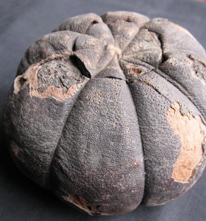 老普洱贡橘茶 来自台湾_老普洱贡橘茶 来自台