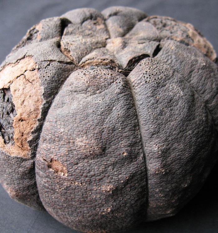 老普洱贡橘茶 来自台湾_老普洱贡橘茶 来自台