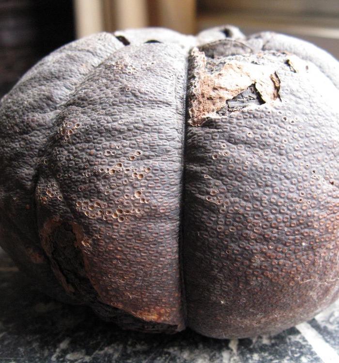 老普洱贡橘茶 来自台湾_老普洱贡橘茶 来自台