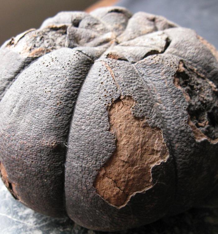 老普洱贡橘茶 来自台湾_老普洱贡橘茶 来自台