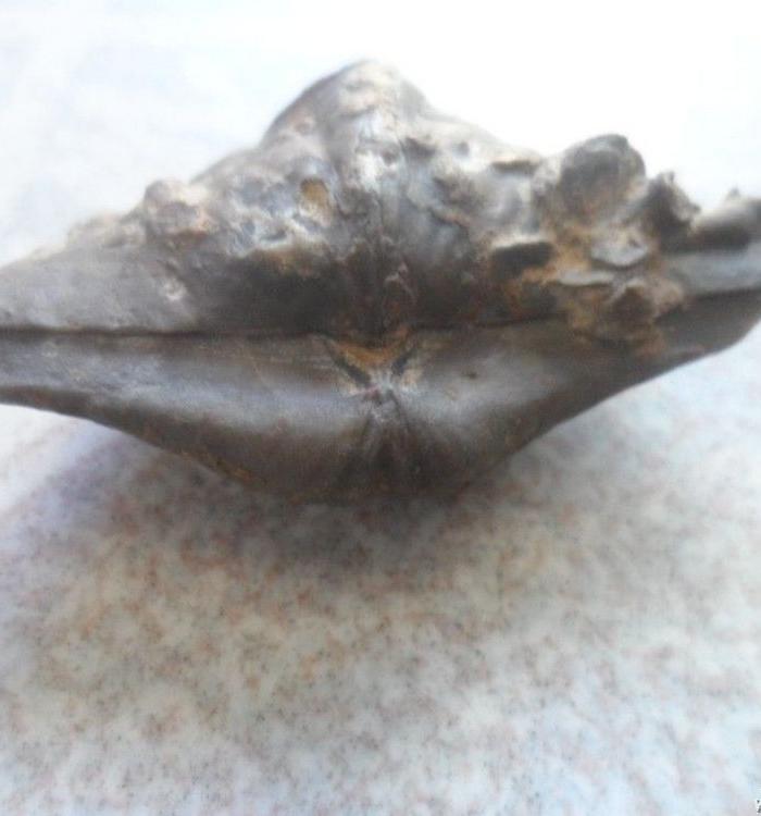 一亿年前海洋生物化石、尺寸5x3cm包老包真_