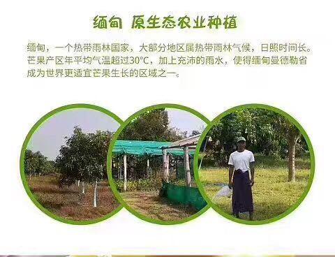 缅甸圣德龙芒果正在接单 一箱30市斤_缅甸圣德