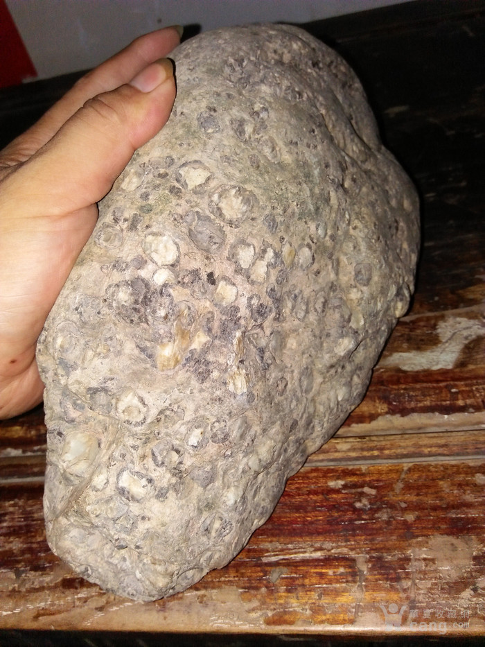陨石奇石古生物化石
