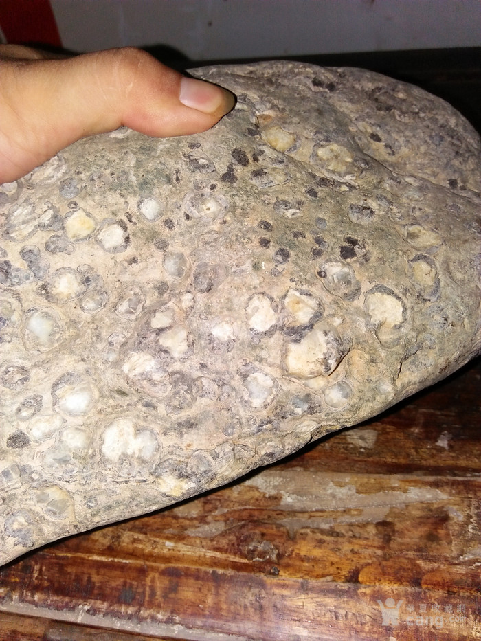 陨石奇石古生物化石