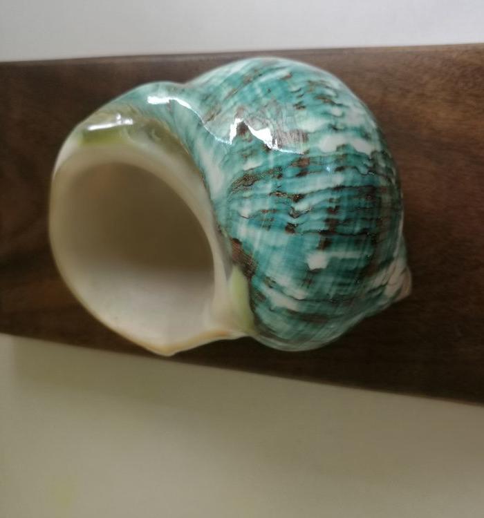 夜光螺_夜光螺价格_夜光螺图片_来自藏友汇珍