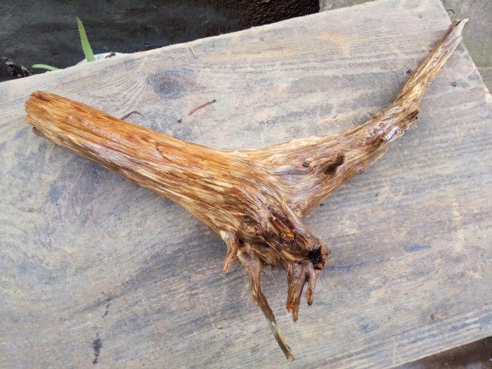 1.6斤柏君香土沉料檀蜜味根兜一颗