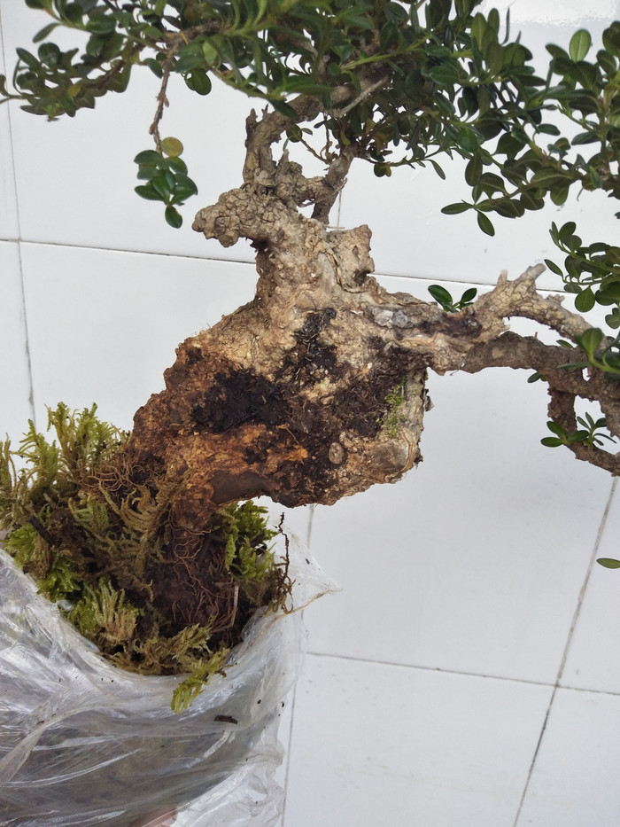 一流的珍珠黄杨