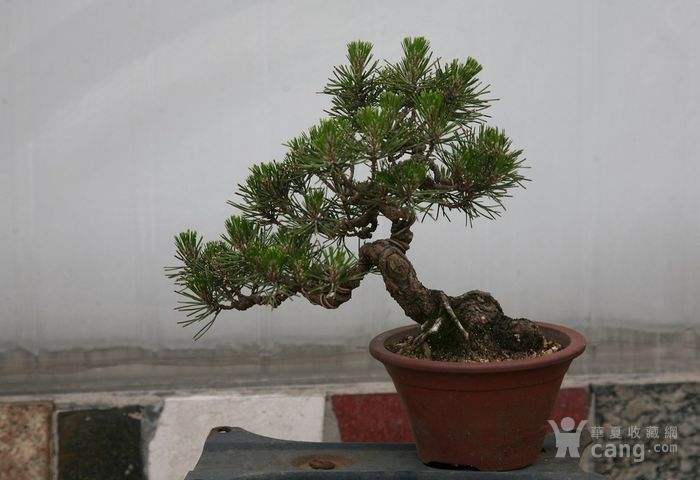 临水式小黑松