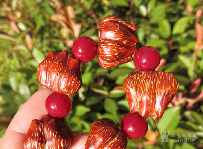 滴血莲花菩提,是露兜树的果实,也可以叫华露兜,假菠萝,野菠萝,山菠萝