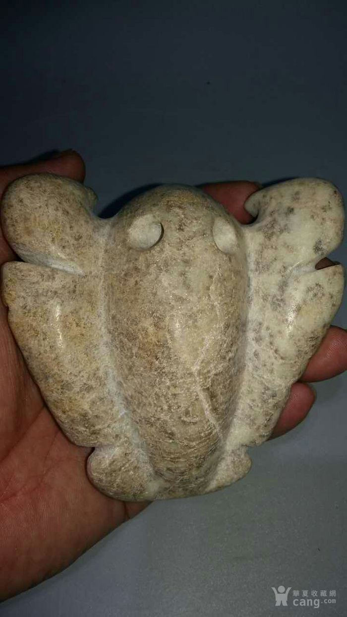 石蝉