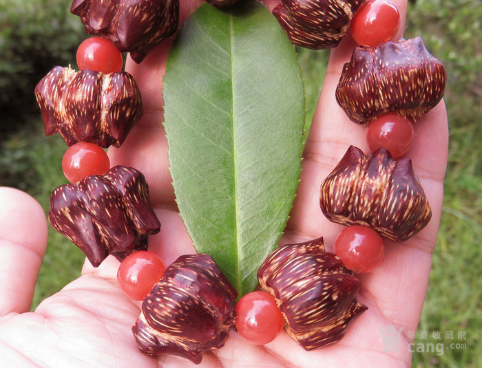 滴血莲花菩提,是露兜树的果实,也可以叫华露兜,假菠萝,野菠萝,山菠萝