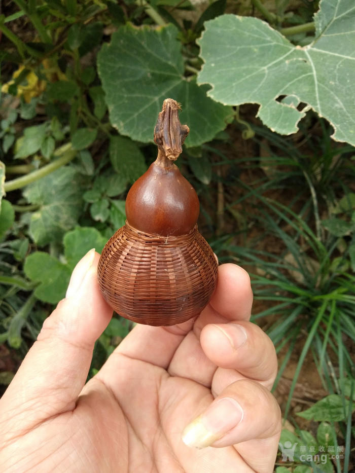 非常漂亮的小葫芦