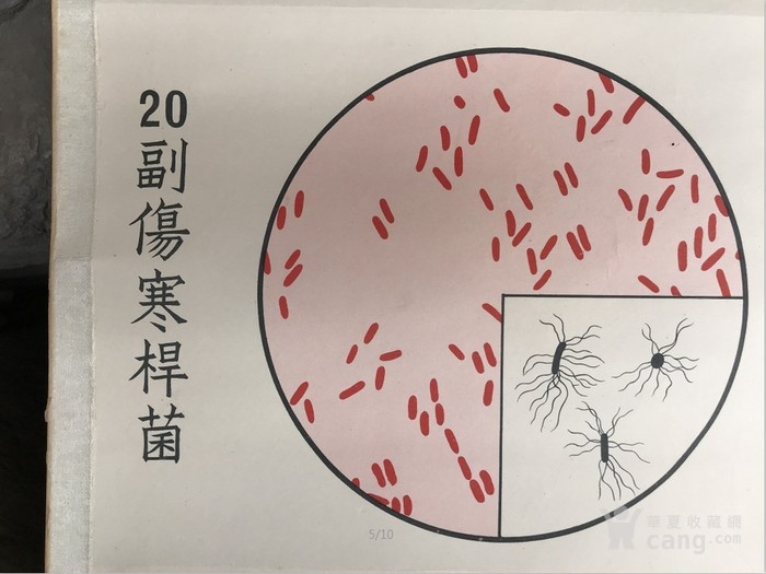 细菌学图谱 伤寒杆菌等