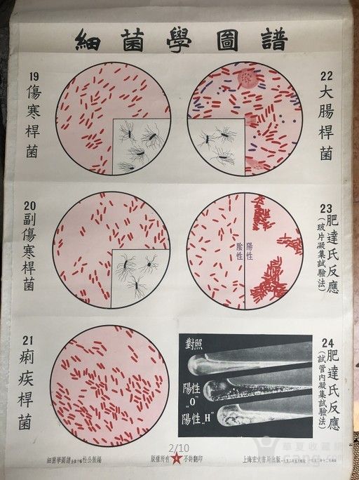 细菌学图谱 伤寒杆菌等