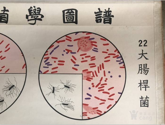 细菌学图谱 伤寒杆菌等