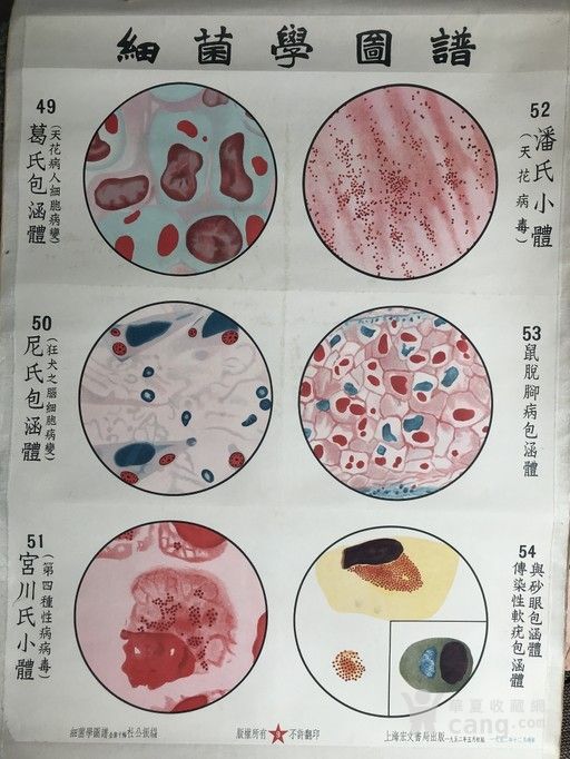 细菌学图谱 葛氏包涵体等