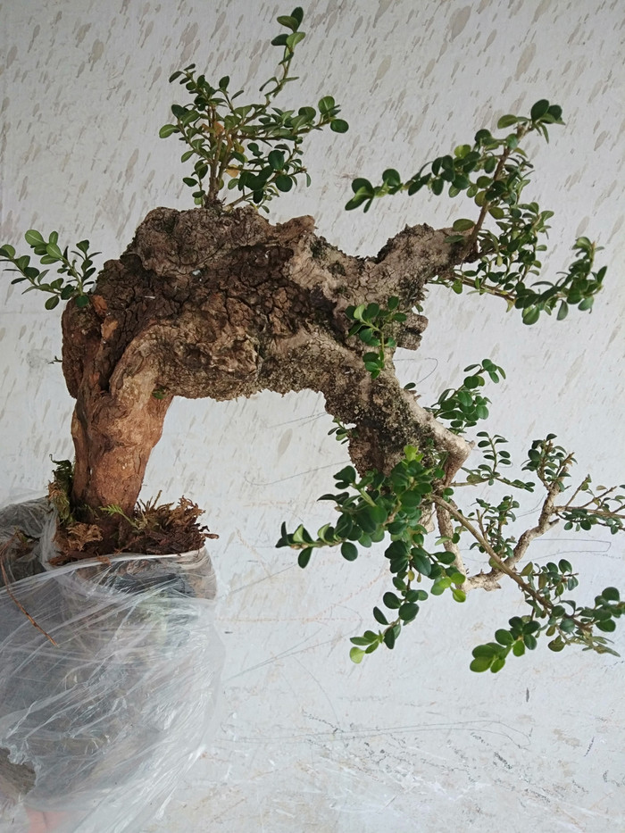 精品黄杨_精品黄杨价格_精品黄杨图片_来自藏友千年