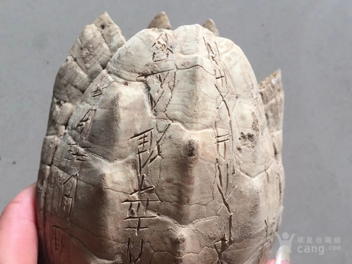 甲骨文龟壳